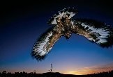 roofvogelshow_rauris