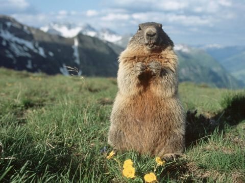 murmeltier_hohe_tauern_national_park_oostenrijk