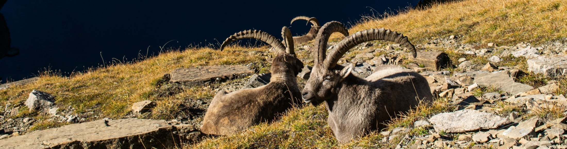 Steenbokken Oostenrijk